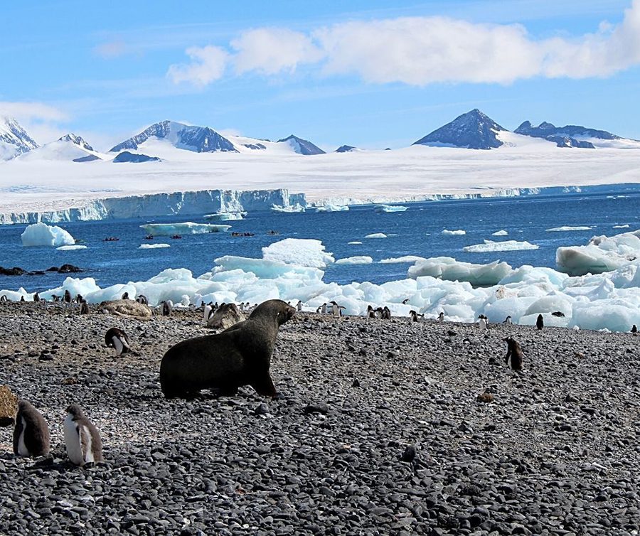 Seal on Antarctica Beach wih penguins and ice floes in the background