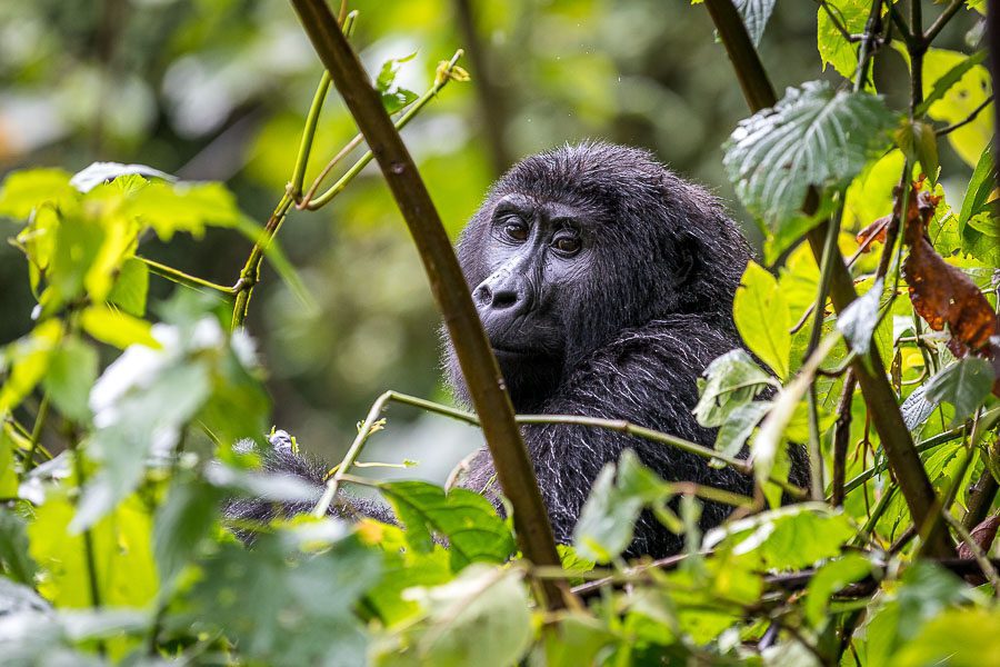 25 Amazing Destinations For Winter Sun Around The World 2 Gorilla surrounded by leaves in its natural surroundings