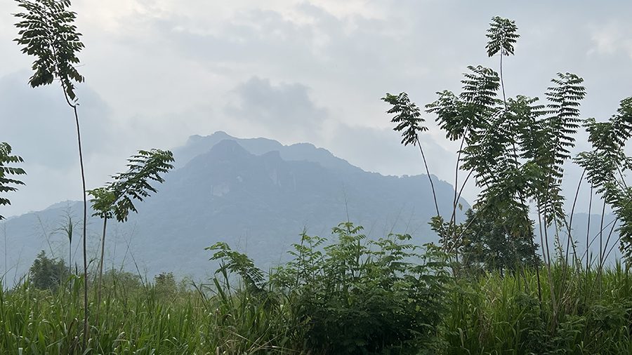 An Eco-Friendly Stay at Wild Glamping Gal Oya, Sri Lanka (2025) 2 View from Wild Glamping at the surrounding Gal Oya National Park with hills in the background, long grass and trees with bare trunks and foliage at the top