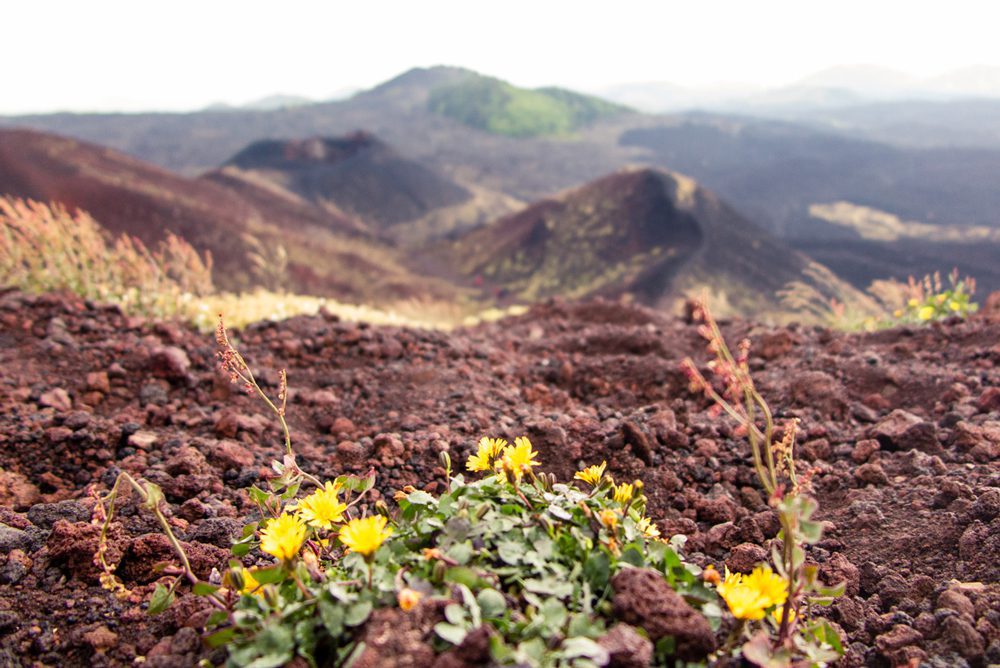 Stunning UNESCO Sites in Italy to discover in 2023 22 the rest earth of Mount Etna with yellow flowers in the foreground and the hills receding in the background