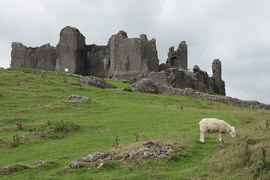 Castell Carreg Cennen ruins with sloping grass field in front and a white sheep eating grass