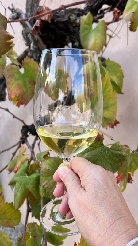 27 Of The Best Things To Do In Alcudia, Mallorca (2023) 20 Son Simo Vello White Wine against the vine leaves