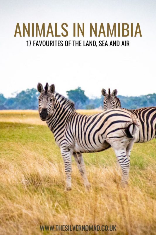 Animals in Namibia: 17 Amazing Favourites of the Land, Sea and Air 19 Picture of 2 zebra with text saying Animals in Namibia - 17 Favourites of the Land, Sea and Air