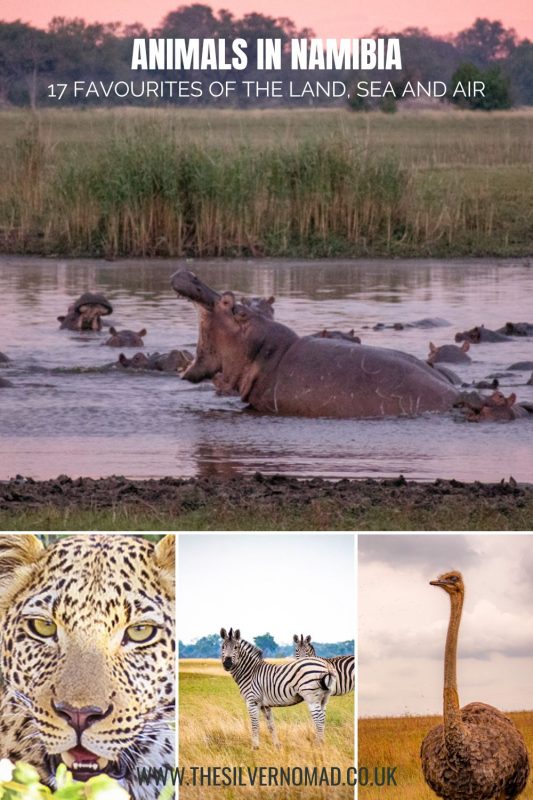 Animals in Namibia: 17 Amazing Favourites of the Land, Sea and Air 20 Picture of a hippo, Leopard, zebra and ostrich with text saying Animals in Namibia - 17 Favourites of the Land, Sea and Air