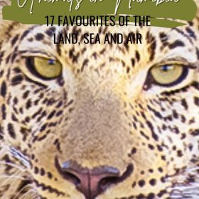 Picture of a Leopard, zebra and ostrich with text saying Animals in Namibia - 17 Favourites of the Land, Sea and Air