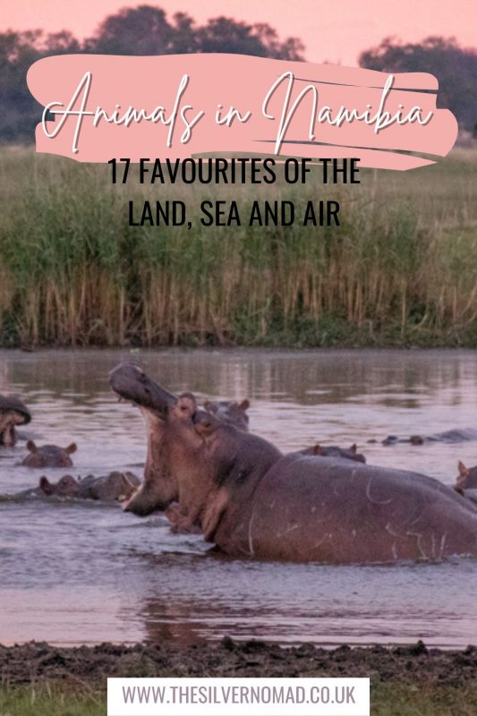 Animals in Namibia: 17 Amazing Favourites of the Land, Sea and Air 21 Picture of a hippo with open mouth with text saying Animals in Namibia - 17 Favourites of the Land, Sea and Air