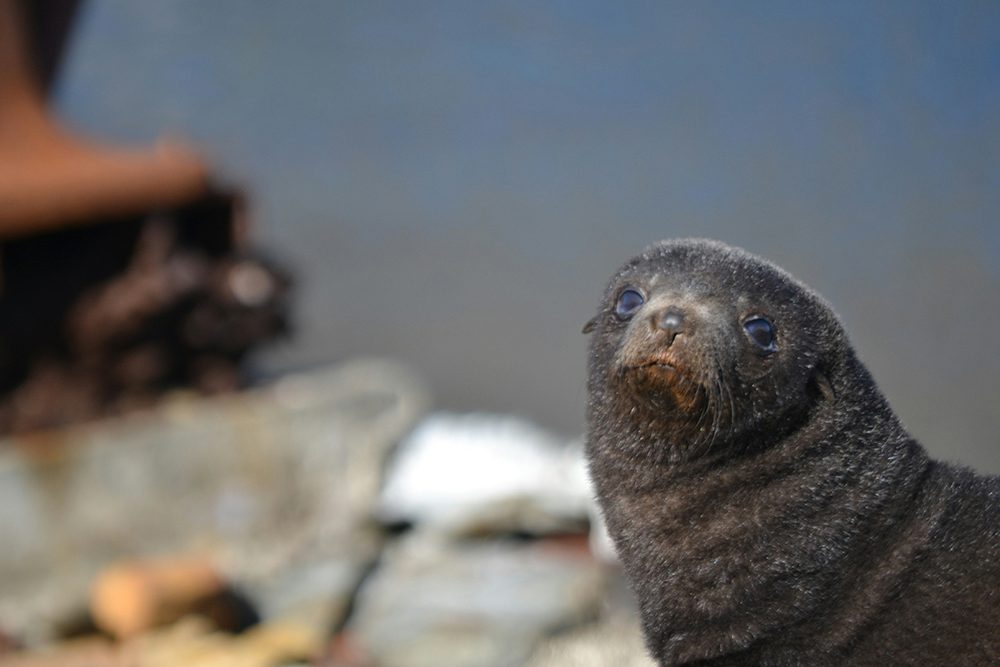 Animals in Namibia: 17 Amazing Favourites of the Land, Sea and Air 6 Cape Fur Seal one of the Animals in Namibia