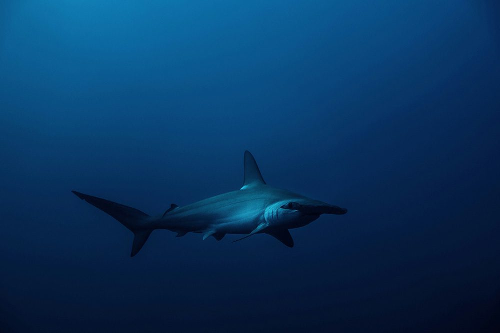 Animals in Namibia: 17 Amazing Favourites of the Land, Sea and Air 3 Great Hammerhead Shark in dark blue sea