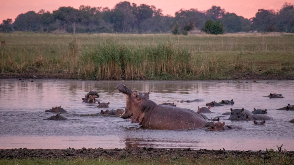Animals in Namibia: 17 Amazing Favourites of the Land, Sea and Air 14 hippo with open mouth at dusk in pool with many other hippos whose heads are just out of the water