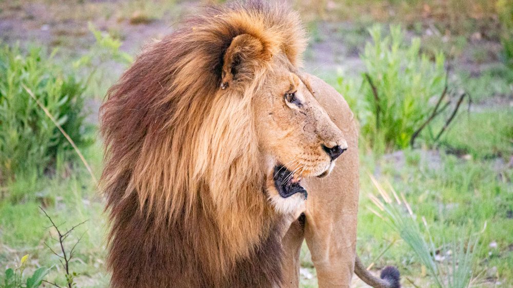 Animals in Namibia: 17 Amazing Favourites of the Land, Sea and Air 16 Male lion with yellow and brown mane with head turned to the right side and his mouth open