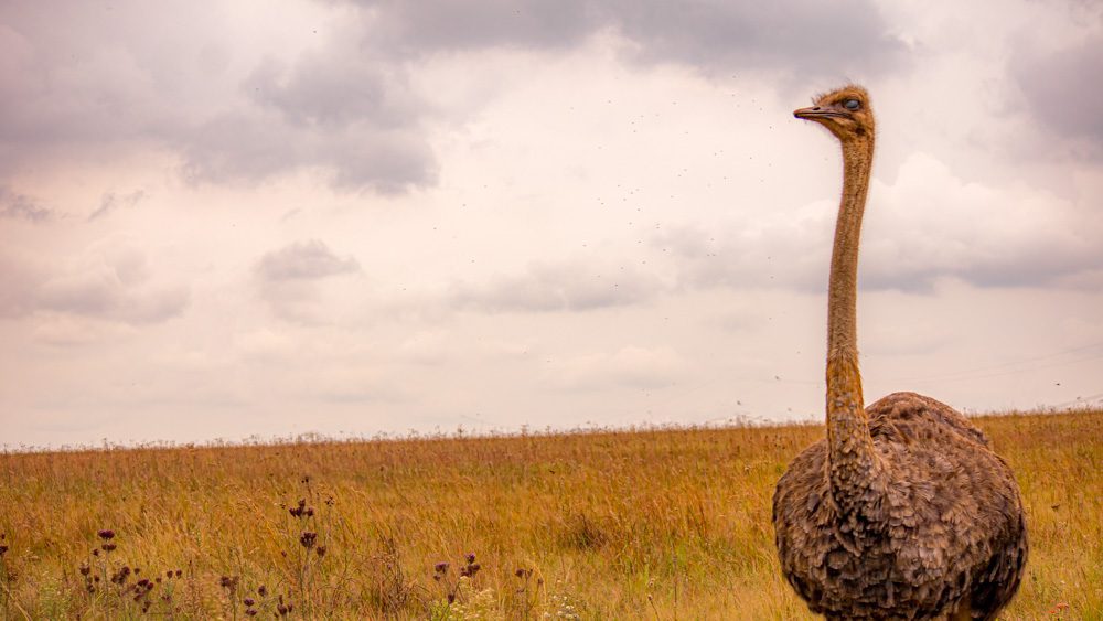 Animals in Namibia: 17 Amazing Favourites of the Land, Sea and Air 5 Ostrich in open plain with its head turned to the left