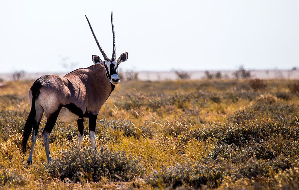 Animals in Namibia: 17 Amazing Favourites of the Land, Sea and Air 18 South African Oryx standing to the left of the picture looking back over its shoulder