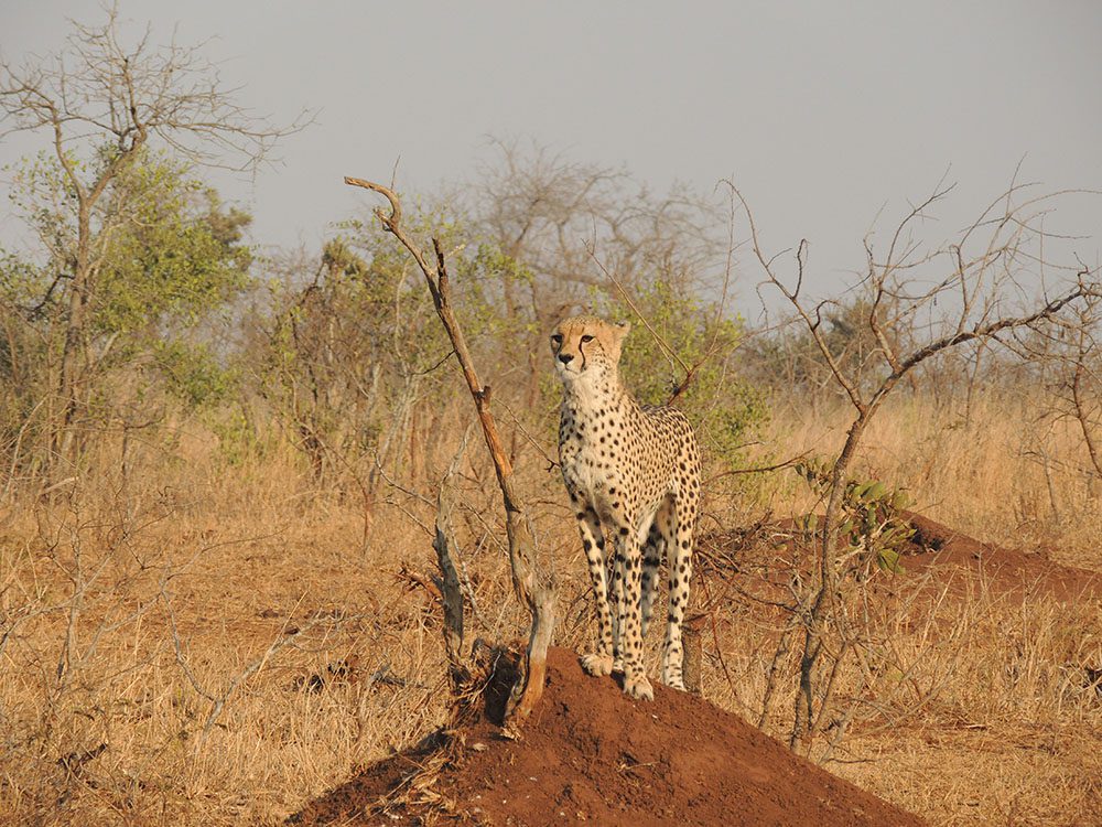 Animals in Namibia: 17 Amazing Favourites of the Land, Sea and Air 11 Southeast African Cheetah standing on an earth mound in the bush
