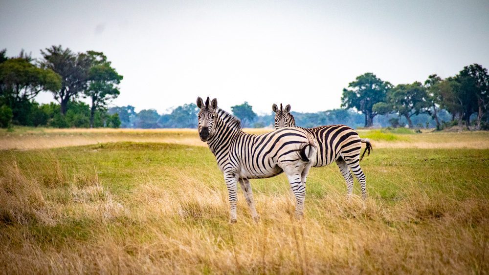 Animals in Namibia: 17 Amazing Favourites of the Land, Sea and Air 2 Two zebras in an open field. One standing slightly behind the other