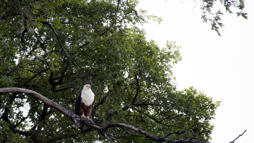 Animals in Namibia: 17 Amazing Favourites of the Land, Sea and Air 12 African Fish Eagle sitting on a branch high up in a tree.
