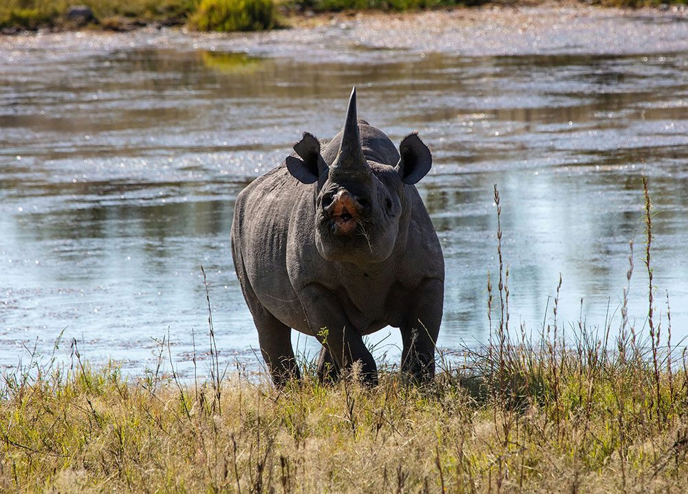 Animals in Namibia: 17 Amazing Favourites of the Land, Sea and Air 10 black rhino exiting a river with its horn in the air
