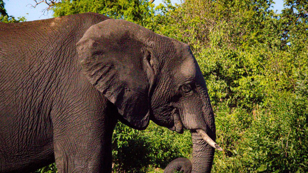 Animals in Namibia: 17 Amazing Favourites of the Land, Sea and Air 7 African Savannah Elephant one of the Namibia Animals