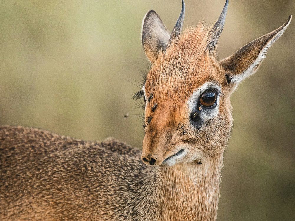 Animals in Namibia: 17 Amazing Favourites of the Land, Sea and Air 9 the beautiful Kirk's Dik Dik with small horns and a small face