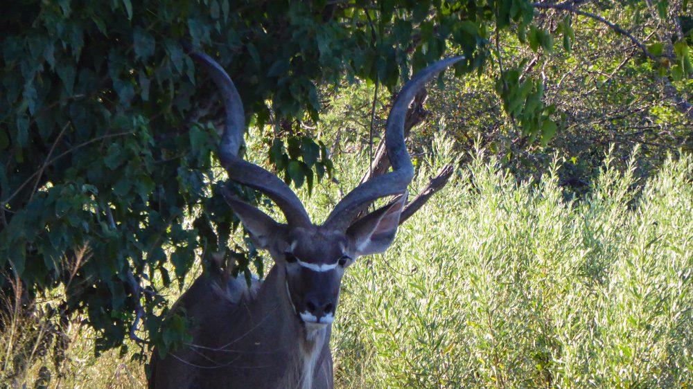 Animals in Namibia: 17 Amazing Favourites of the Land, Sea and Air 15 A kudu with twisted horns in bush