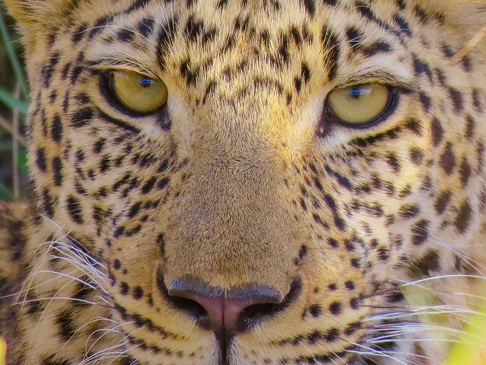 Animals in Namibia: 17 Amazing Favourites of the Land, Sea and Air 8 close-up of the face of a young leopard in Namibia