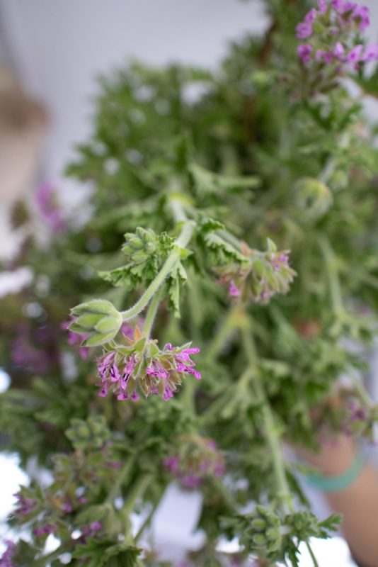 Sawa Taste of Tunisia: Explore the amazing food of Tunisia (2024) 15 pink geranium flowers with green stems