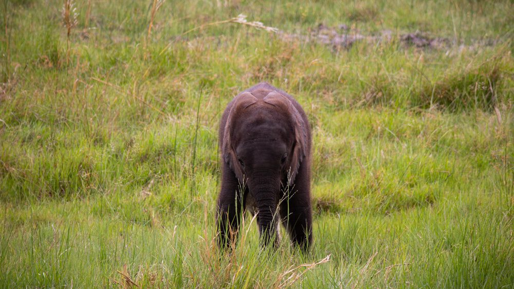 The Luxurious Xaranna Camp By &Amp;Beyond, Okavango Delta, Botswana (2024) 34 baby elephant in long grass
