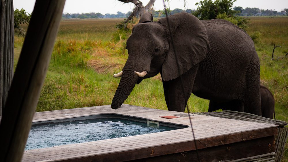 The Luxurious Xaranna Camp By &Amp;Beyond, Okavango Delta, Botswana (2024) 9 elephant taking a drink from my plunge pool