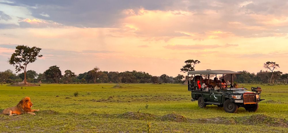 The Luxurious Xaranna Camp By &Amp;Beyond, Okavango Delta, Botswana (2024) 26 watching the lion from the safety of the safari jeep