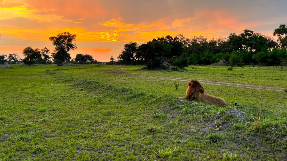 The Luxurious Xaranna Camp By &Amp;Beyond, Okavango Delta, Botswana (2024) 33 lion sitting in the grass enjoying the sunset
