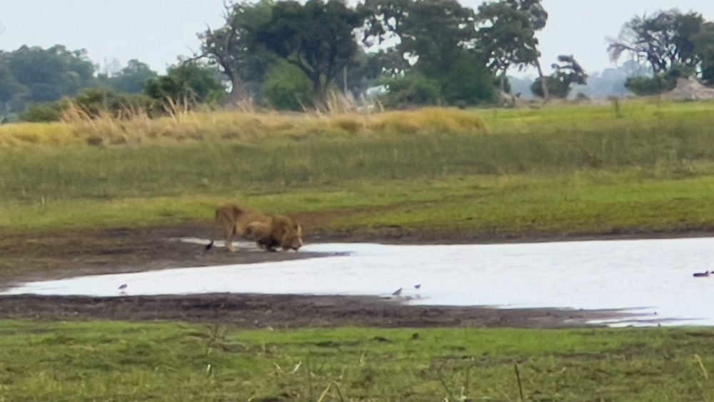 The Luxurious Xaranna Camp By &Amp;Beyond, Okavango Delta, Botswana (2024) 30 Lion at a watering hole i Botswana