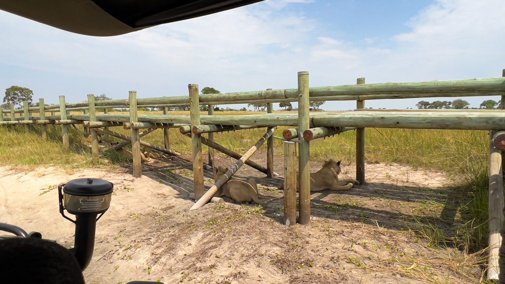 The Luxurious Xaranna Camp By &Amp;Beyond, Okavango Delta, Botswana (2024) 31 lions chilling under a bridge