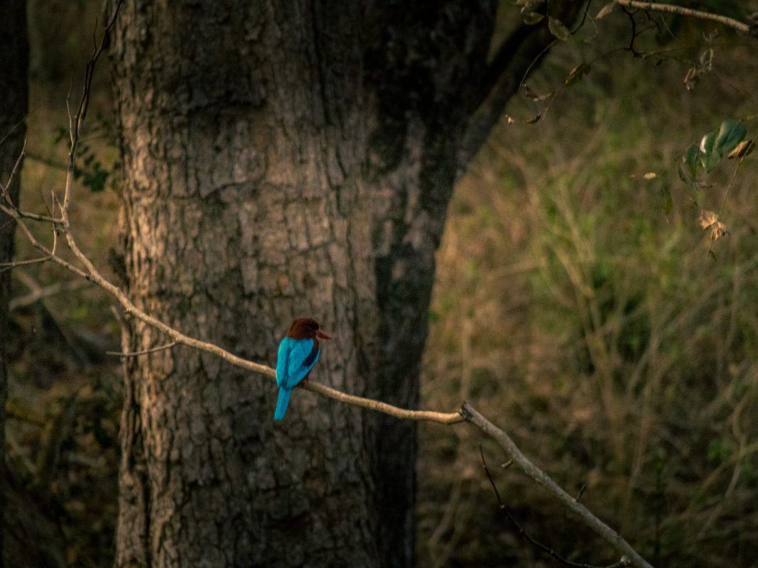 WHITE THROATED KINGFISHER NAGARAHOLE NATIONAL PARK