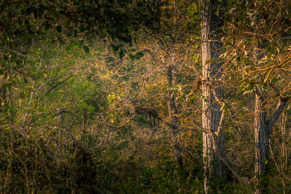 Leopard chilling in the trees in Nagarahole National Park