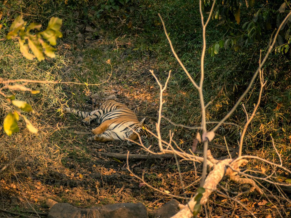 Slumbering Female Tiger