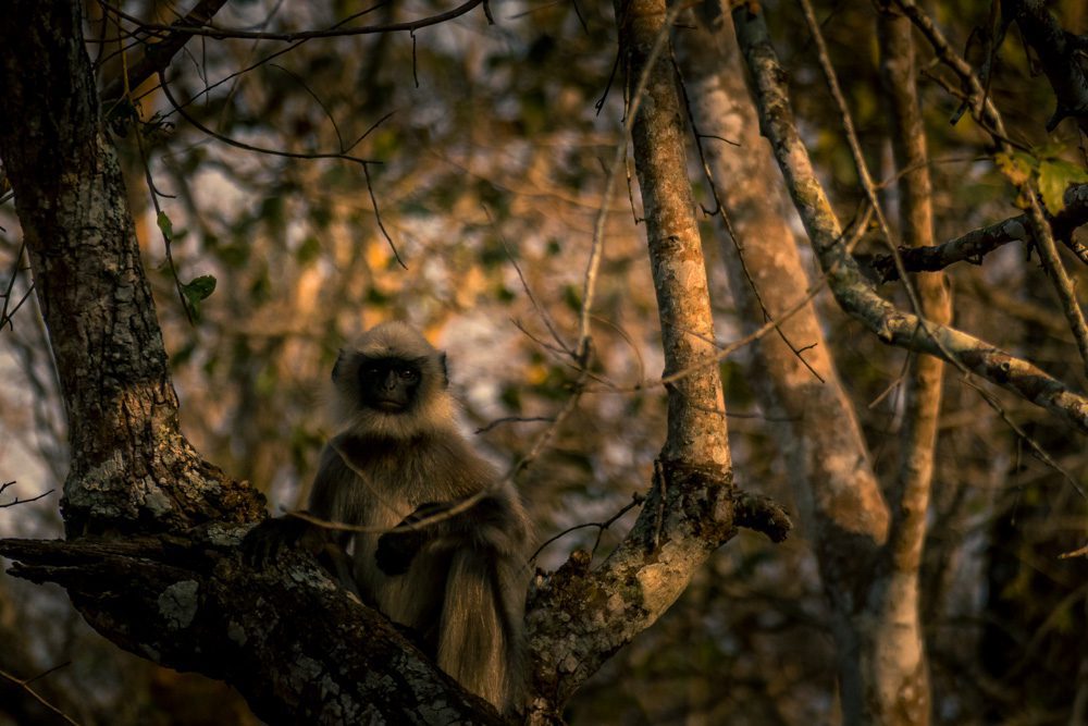 Black-faced Langur