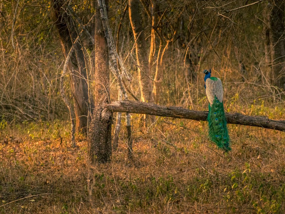 Beautiful peacock posing on a tree