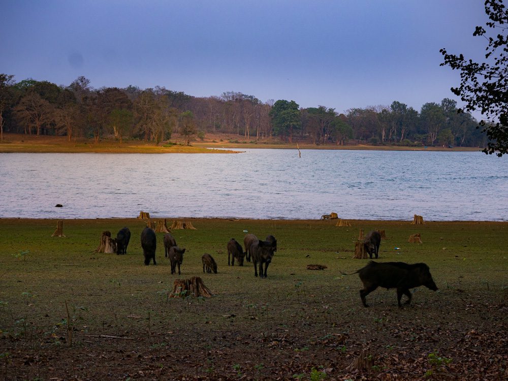 Wild boar and langur take a walk at dusk by the river