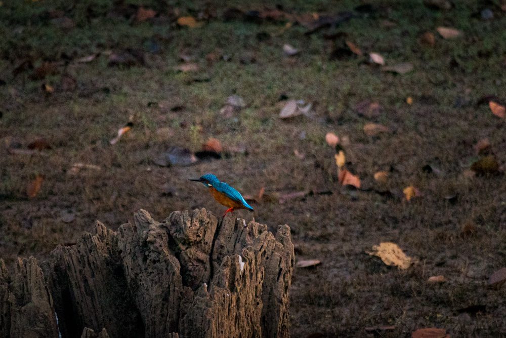Small blue or common blue kingfisher