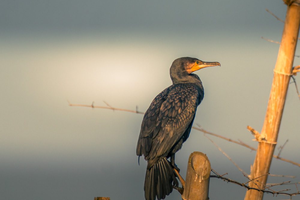 Cormorant