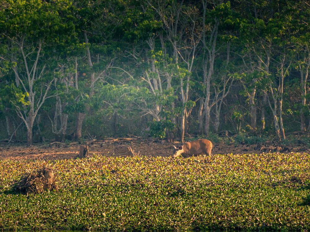 The gaur having its breakfast