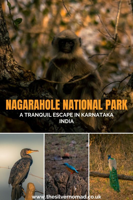 Nagarahole National Park Monkey