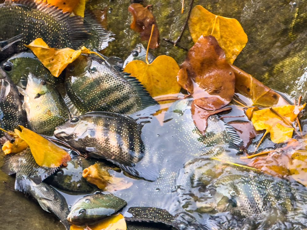 tipali fish in holding net