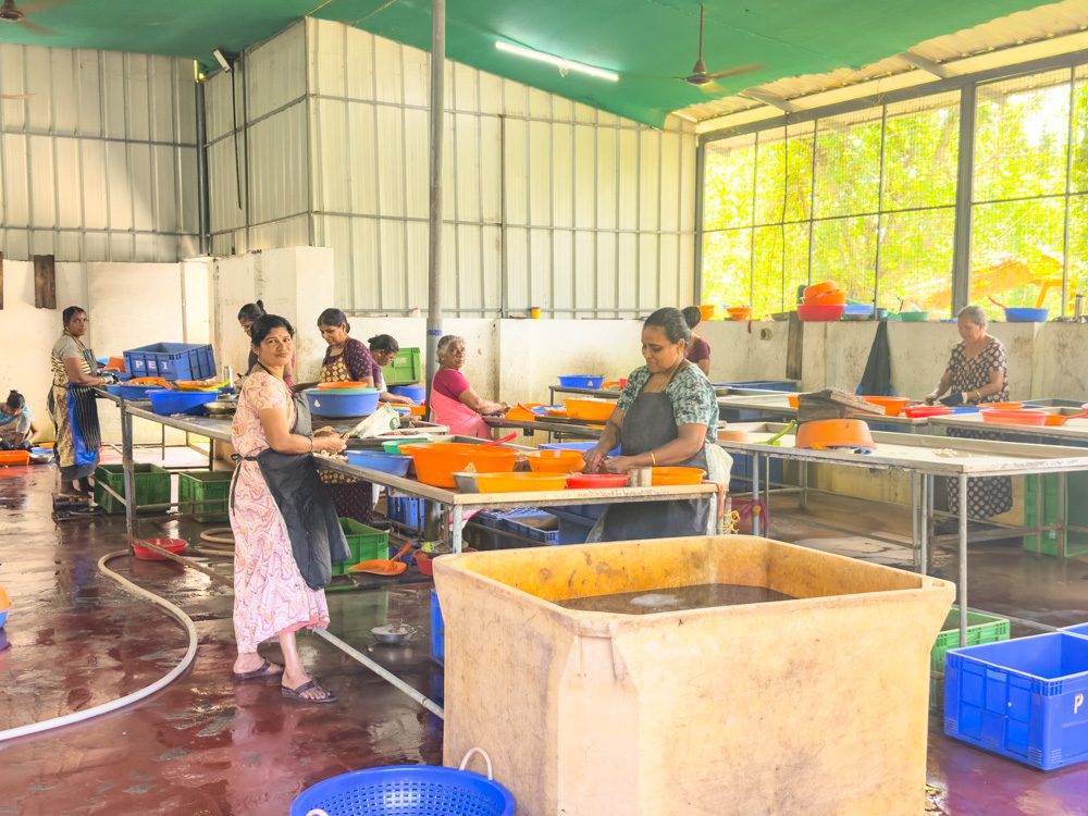 the ladies shelling prawns
