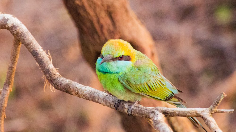 Blue-tailed Bee-Eater sitting on a branch