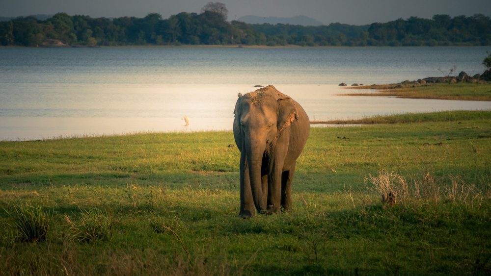 single bull elephant in Minnierya