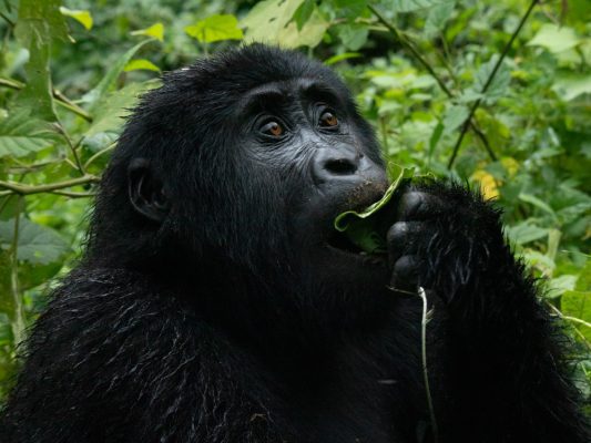 Gorilla trekking in Uganda