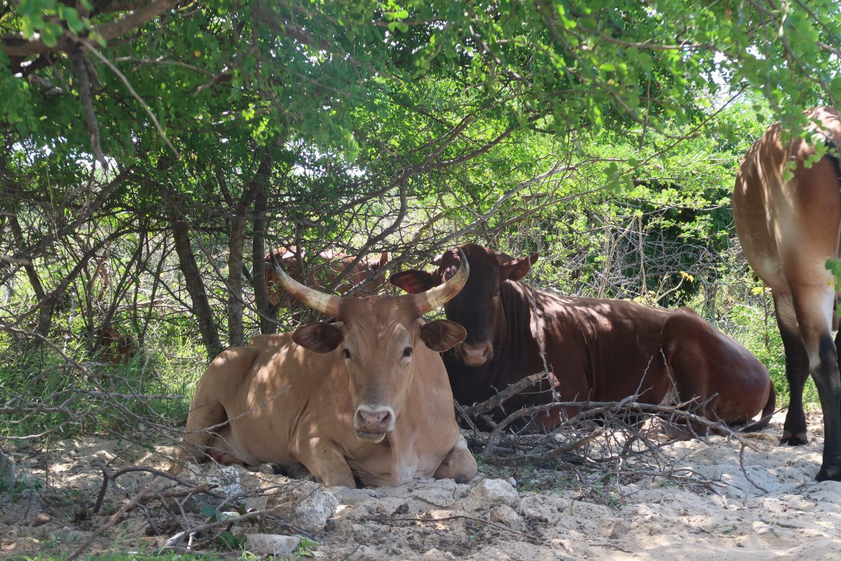 Wild Cows in Barbuda