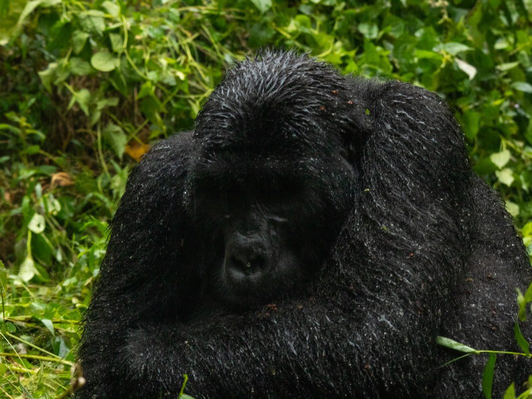 Gorilla Trekking In Bwindi: Everything You Need To Know Before You Go 13 female gorilla hunched agains the rain