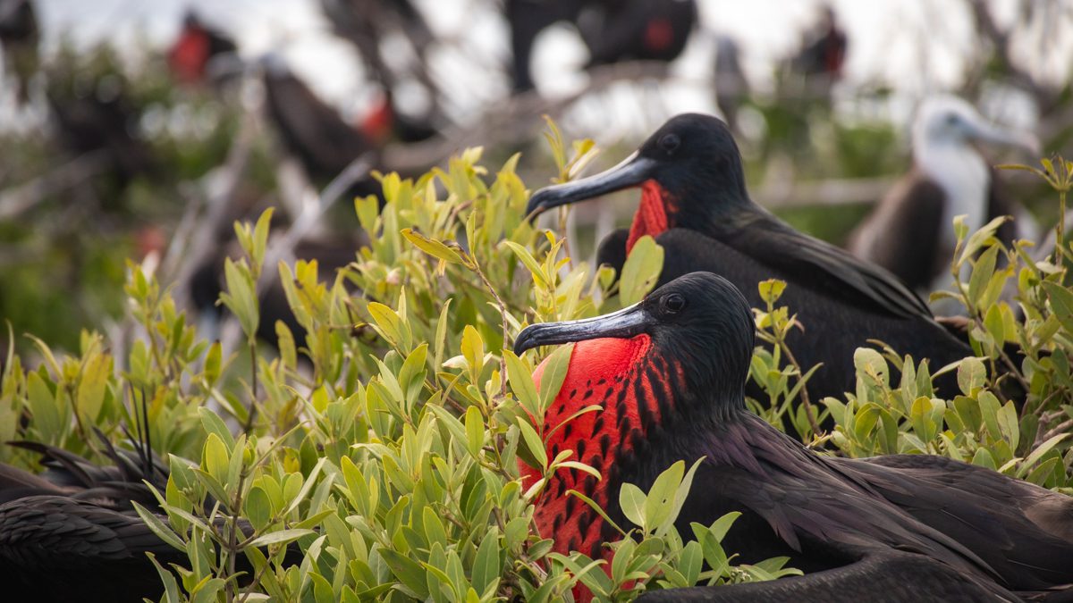 Frigate Birds