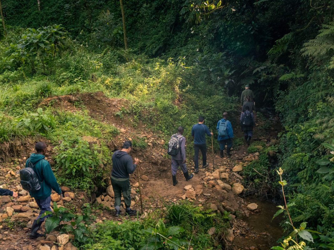 Gorilla Trekking In Bwindi: Everything You Need To Know Before You Go 10 walking poles are a help for the uneven ground